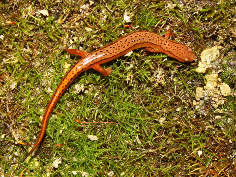 Southern Two-lined Salamander For Sale, Southern Two-lined Salamander For Sale Cheap, Southern Two-lined Salamander For Sale Near Me, Baby Southern Two-lined Salamander For Sale, Southern Two-lined Salamander For Sale Canada, Southern Two-lined Salamander For Sale Europe, Southern Two-lined Salamander For Sale Uk, Southern Two-lined Salamander For Sale Usa